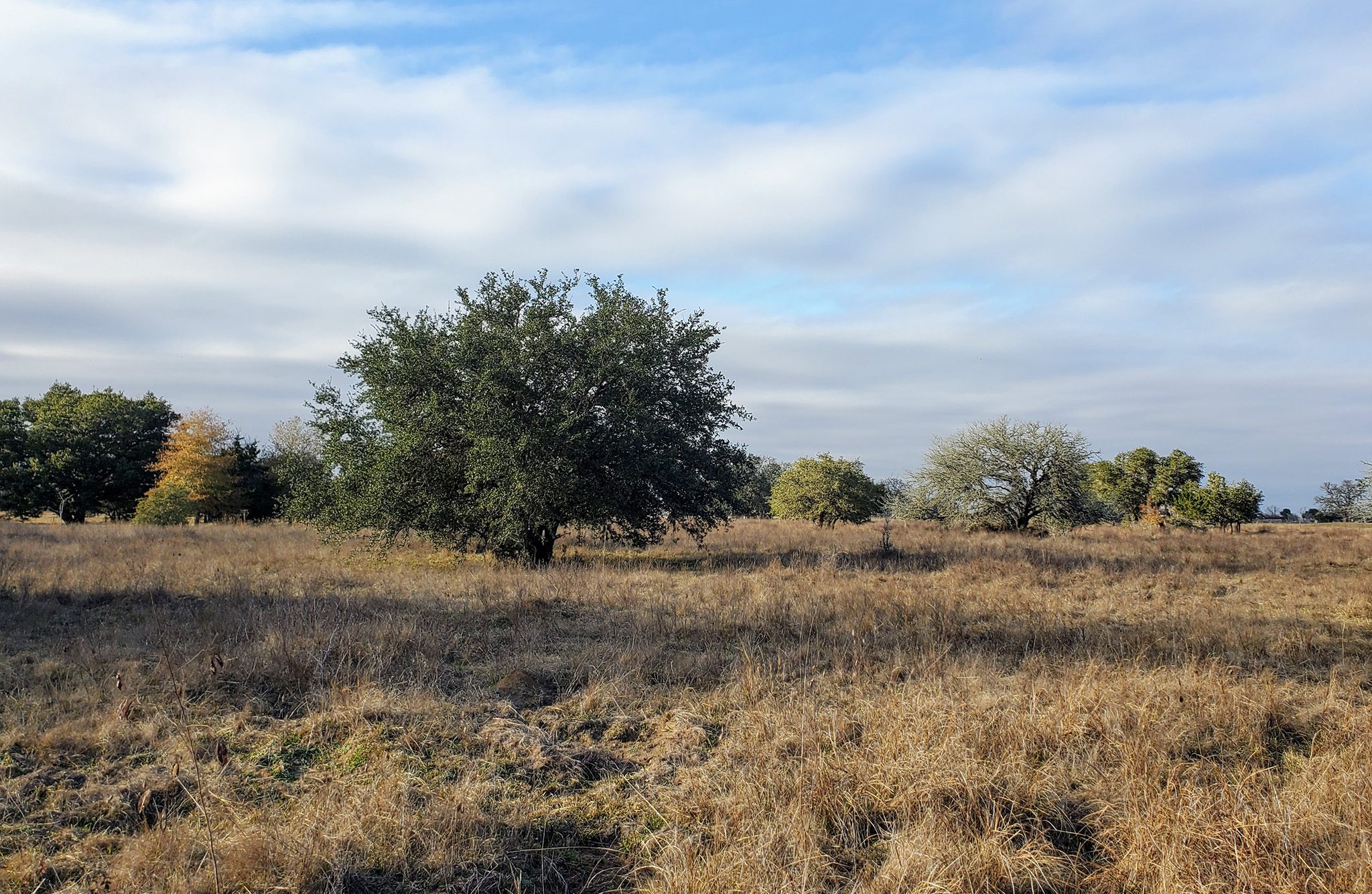 deer hunting land for sale in colorado county tx