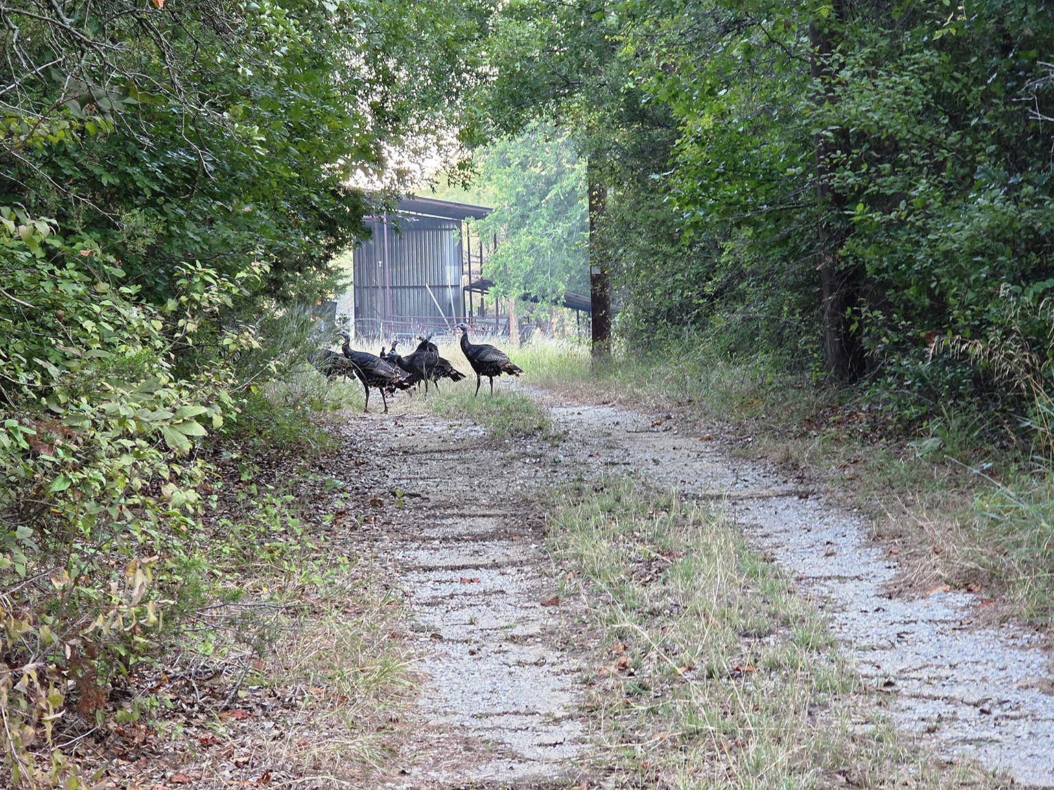 Eastland_224_2048_aa_75