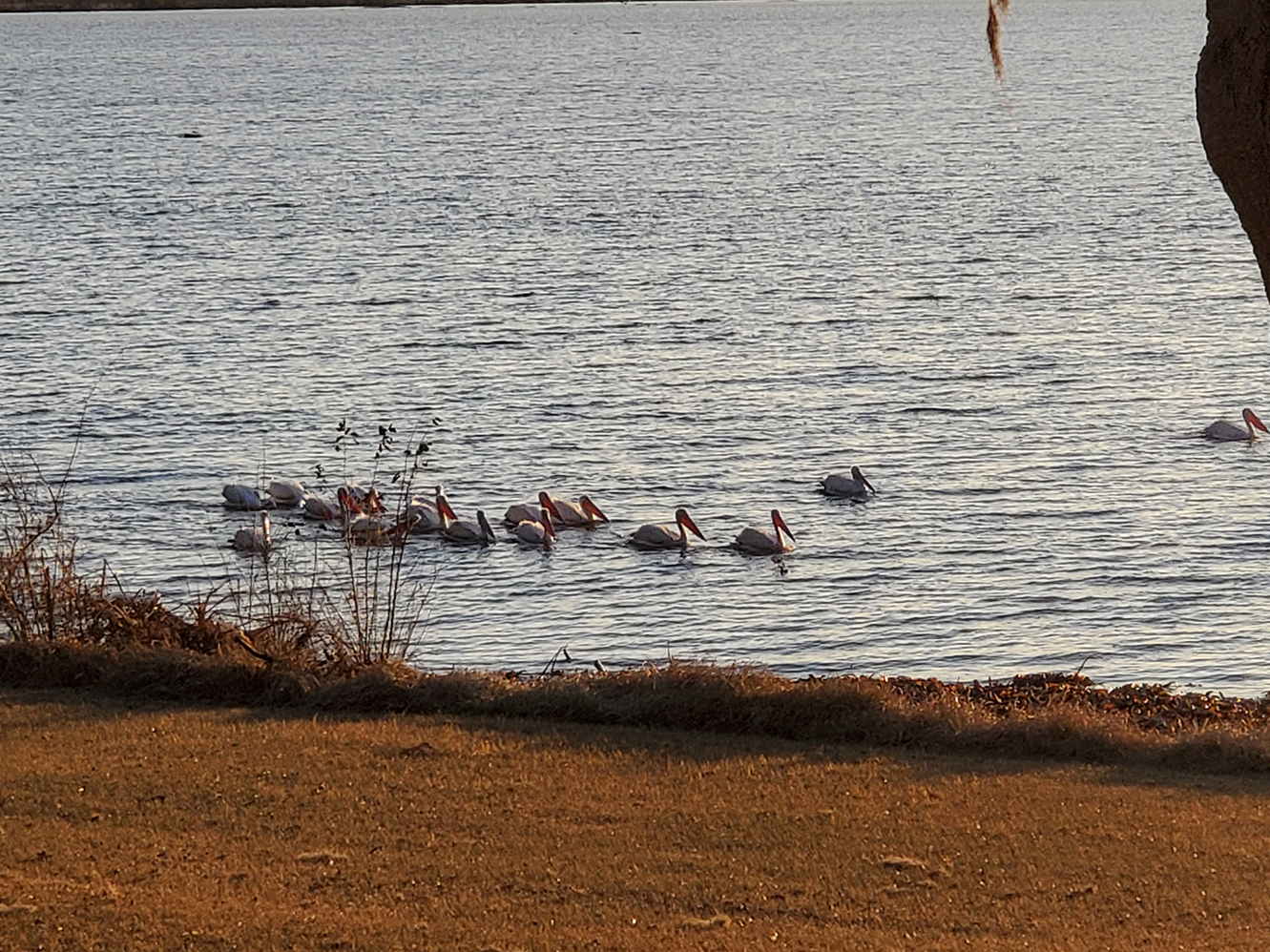 1013_pelicans